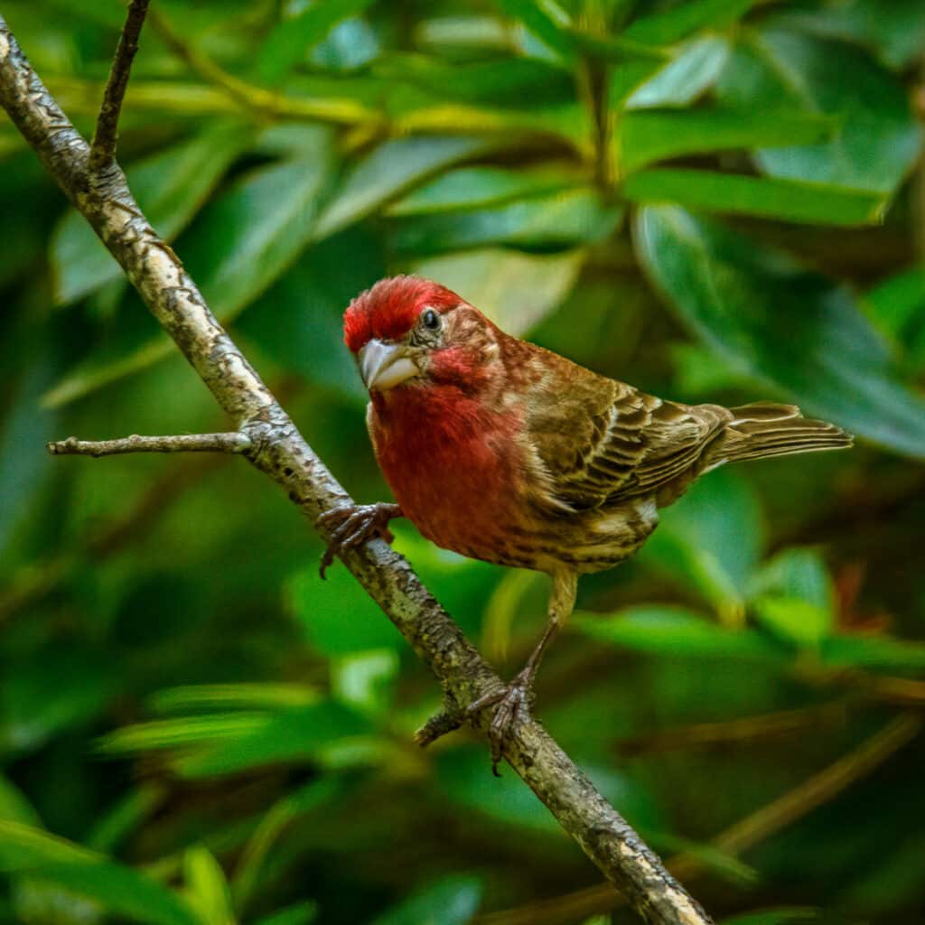 This handsome male house finch is sporting his red head and breast .