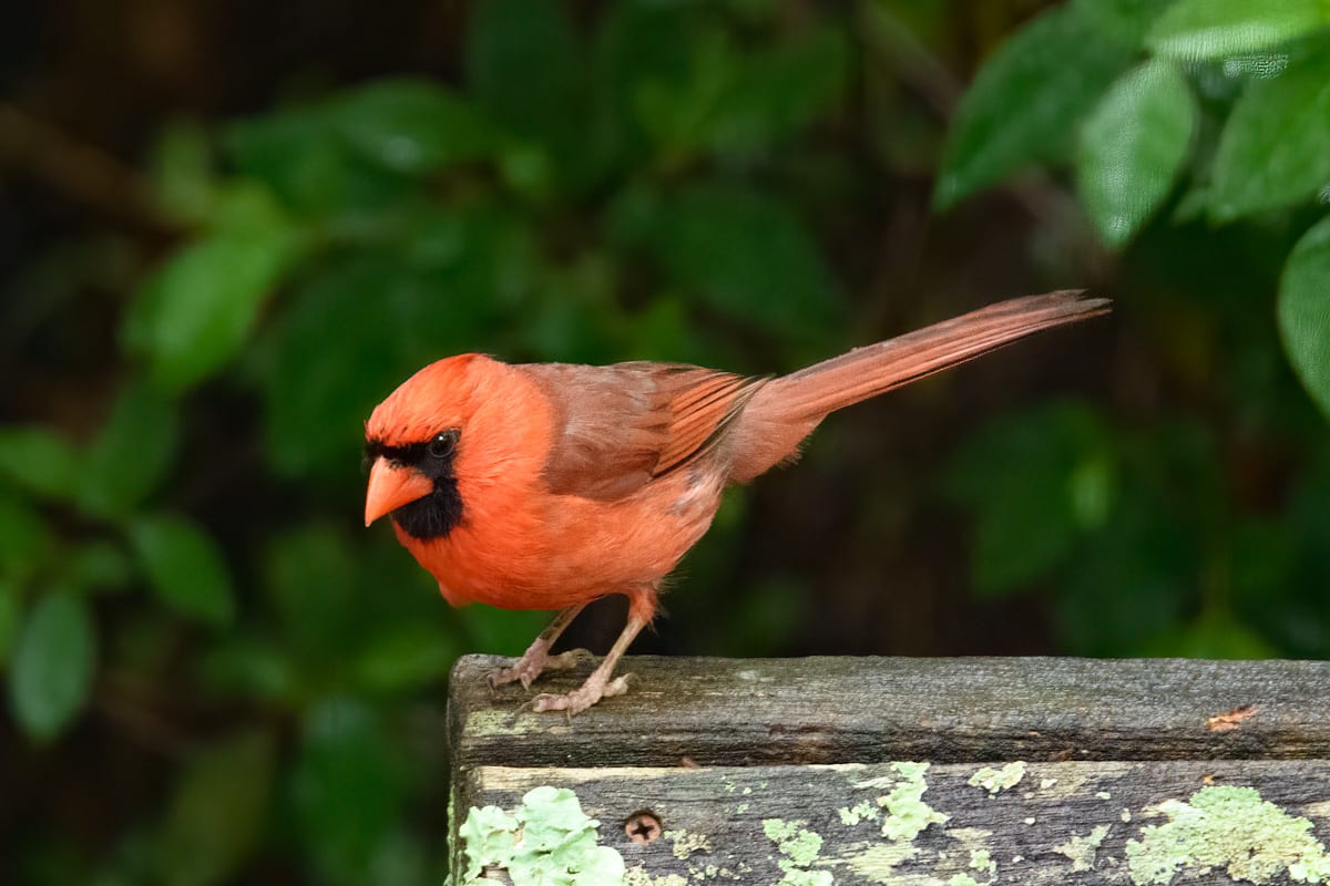 This male cardinal has spotted a tasty morsel near our backyard feeder in Evergreen, Alabama.