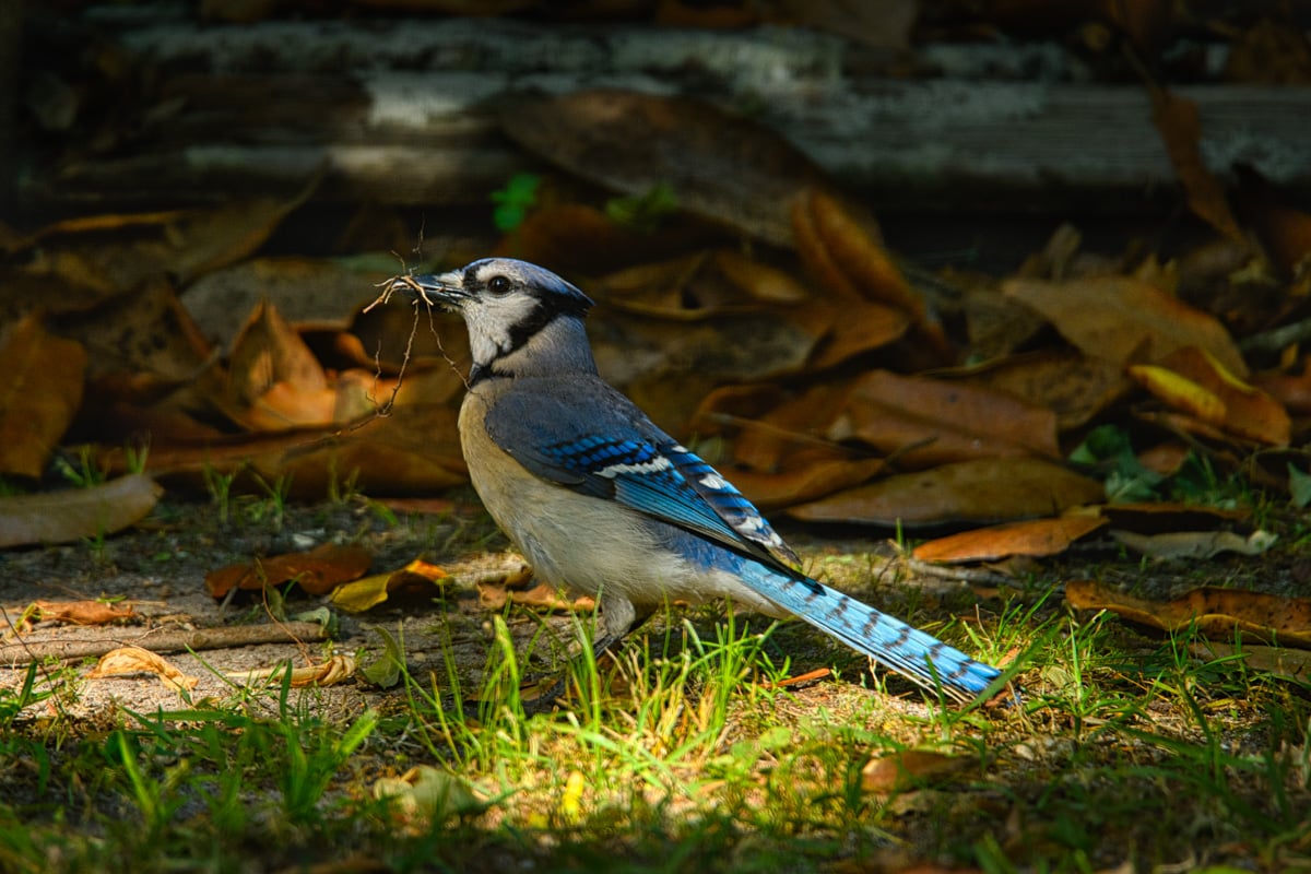 This Blue jay is holding nesting material in his long black beak. Blue jays are related to crows and ravens.