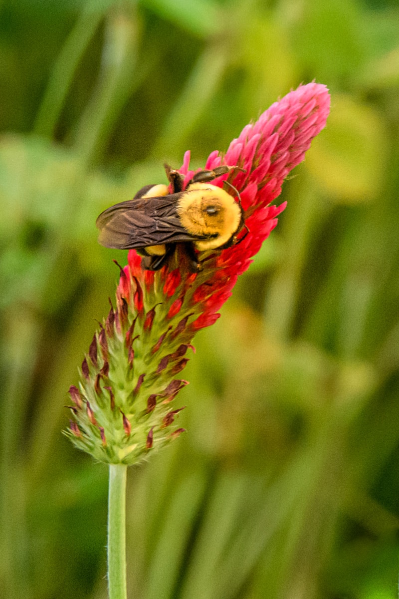 This bumblebee is harvesting pollen from this stalk of crimson clover. Crimson clover is used by organic farmers as a cover crop that imparts nitrogen when it is turned under.