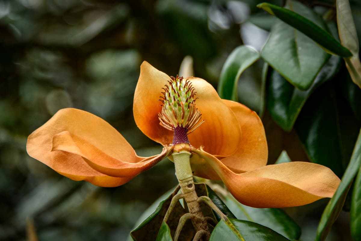 Southern magnolias are breath-taking when they first open. However, the blossom quickly oxidized and turns a coppery color before dropping to the ground. What remains is the magnolia cone.