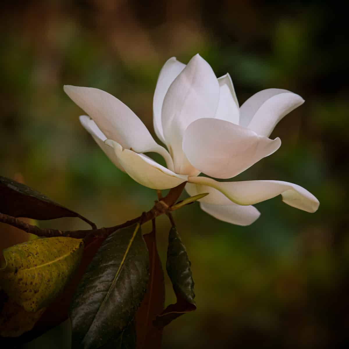 This lovely southern magnolia bloom has just opened. It will close overnight, then re-open and soon turn brown.