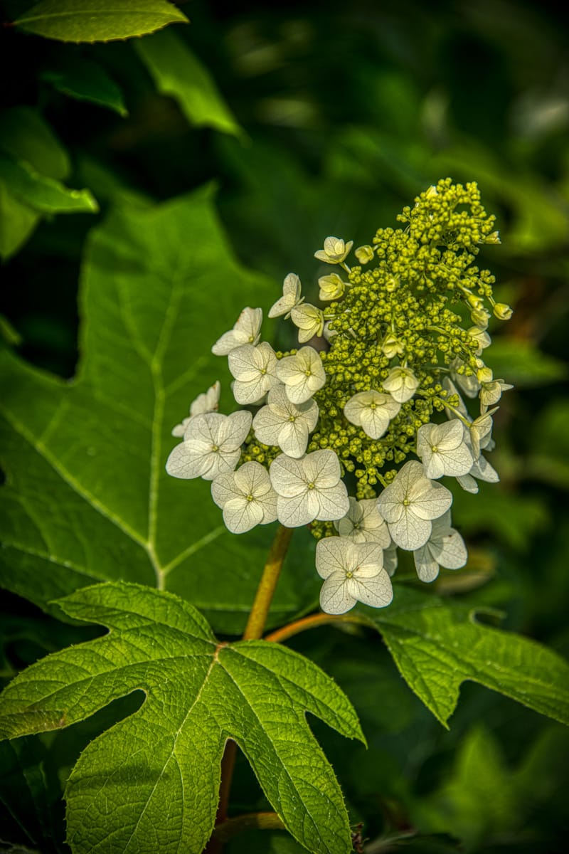 This Oak-leaf Hydrangea is just beginning to bloom. It is like most hydrangeas in that the bloom is long-lasting changes coloras before it turns brown.