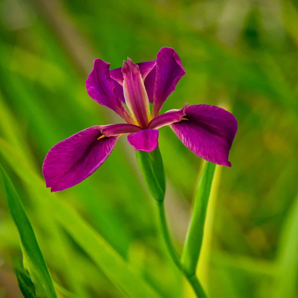 This iris was growing around an ornamental pond in Evergreen, Alabama.