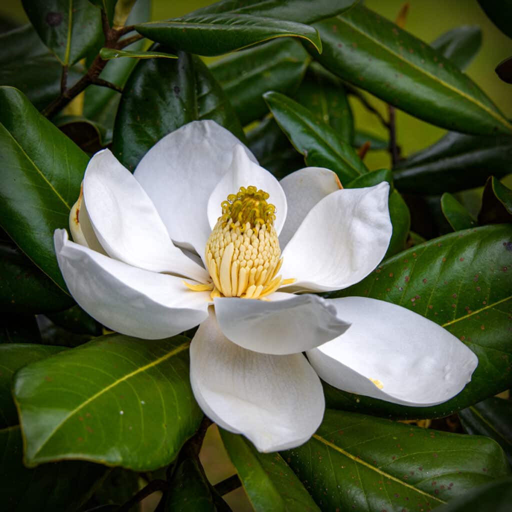This southern magnolia has just opened the second time. It will turn brown in another day.