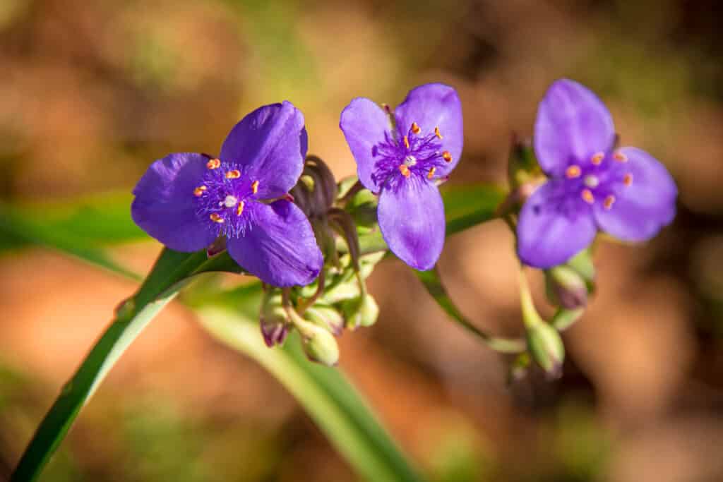 Purple spiderwort grows wild along streets and roads in Evergreen, Alabama.