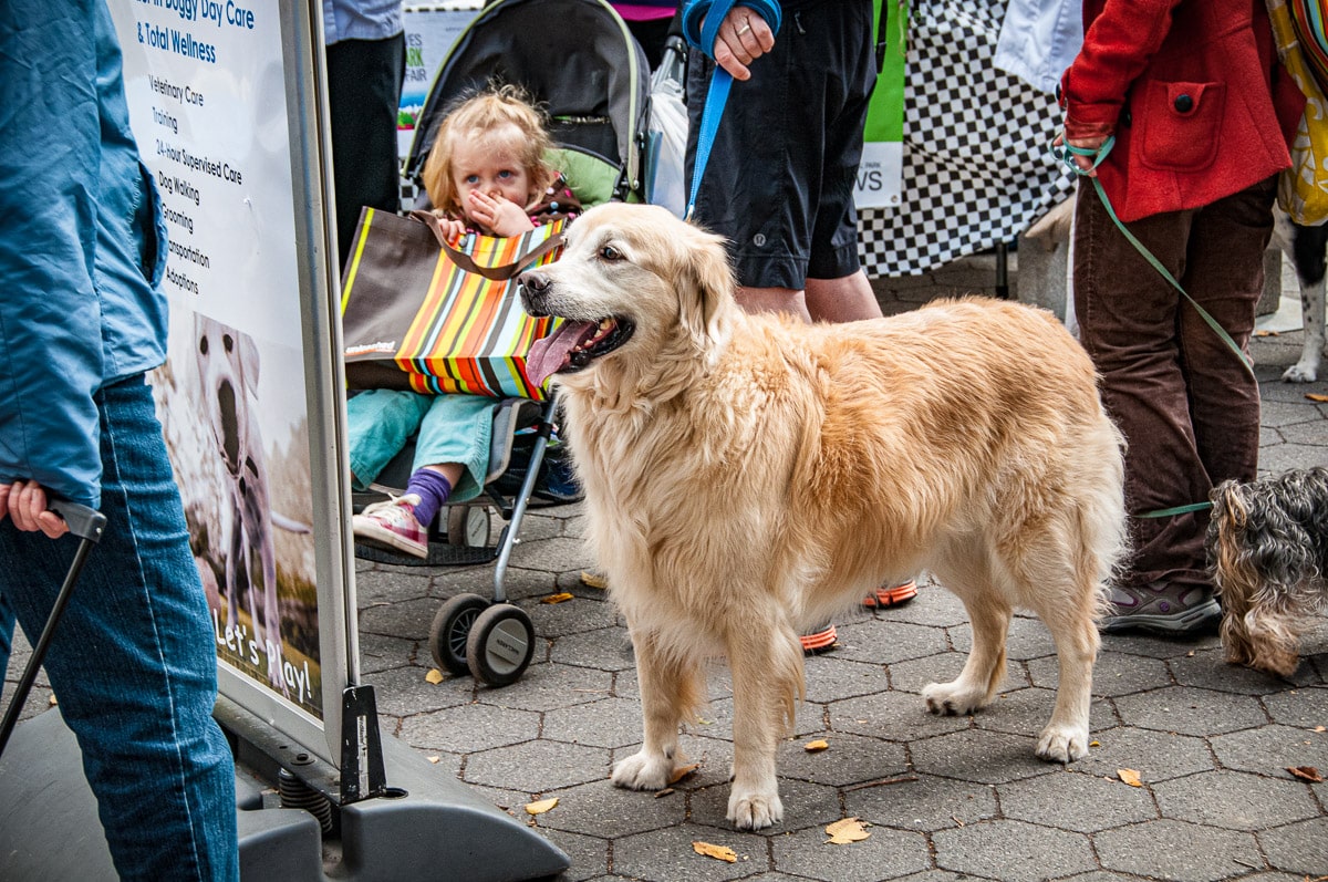A golden retriever checks out the entertainment possibilities in Central Park, New York, NY.