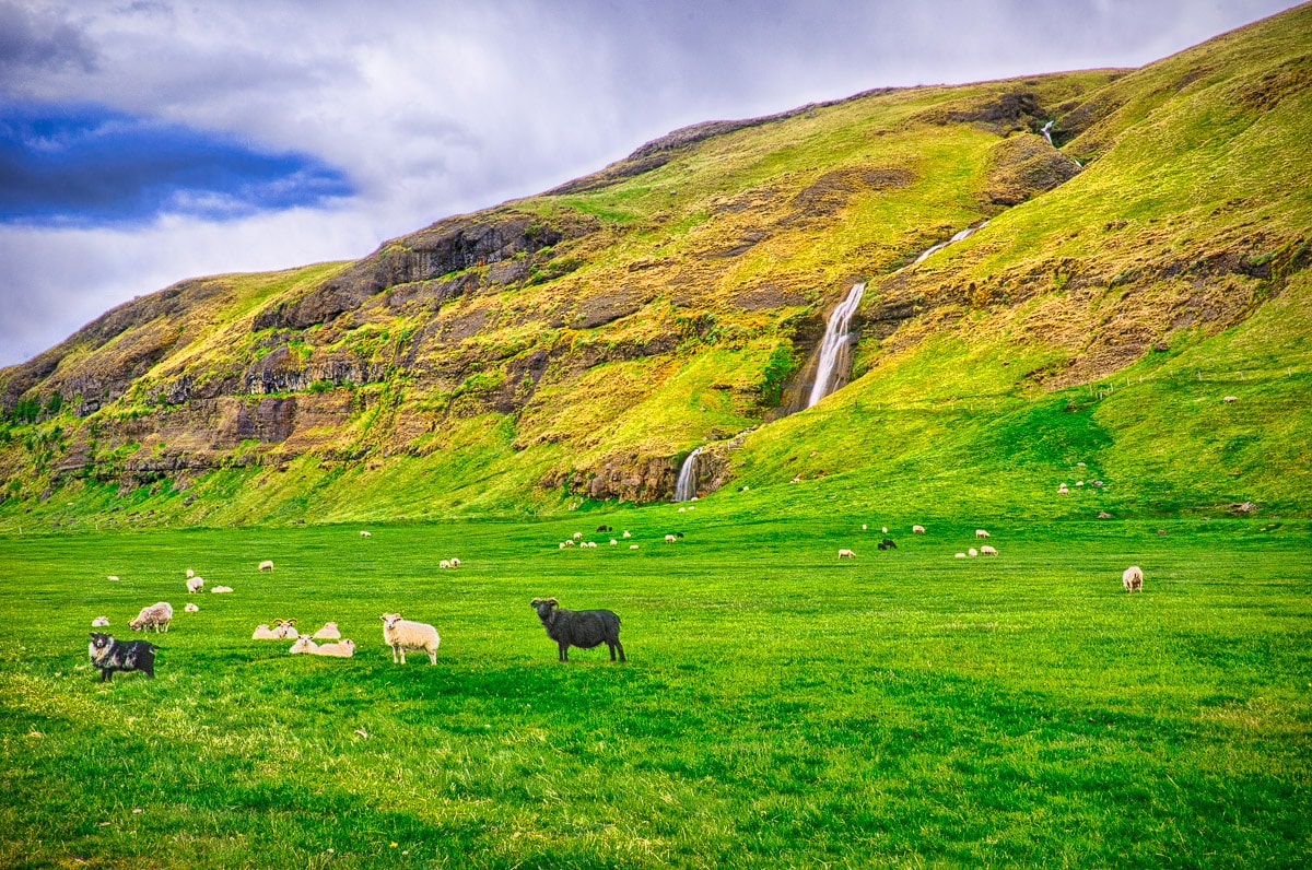 This photo shows a pasture full of sheep and goats. And, in the background is the waterfall called Gluggafoss (or Merkjárfoss).