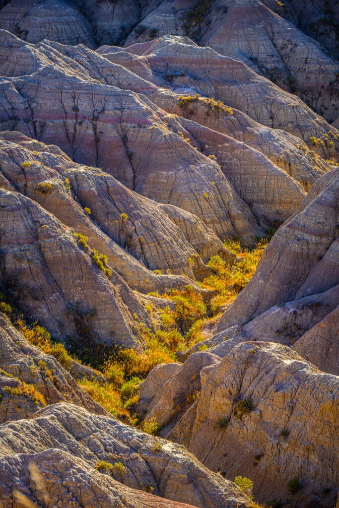 In Badlands National Park, the vegetation in the drainages turns brilliantly golden in the fall.