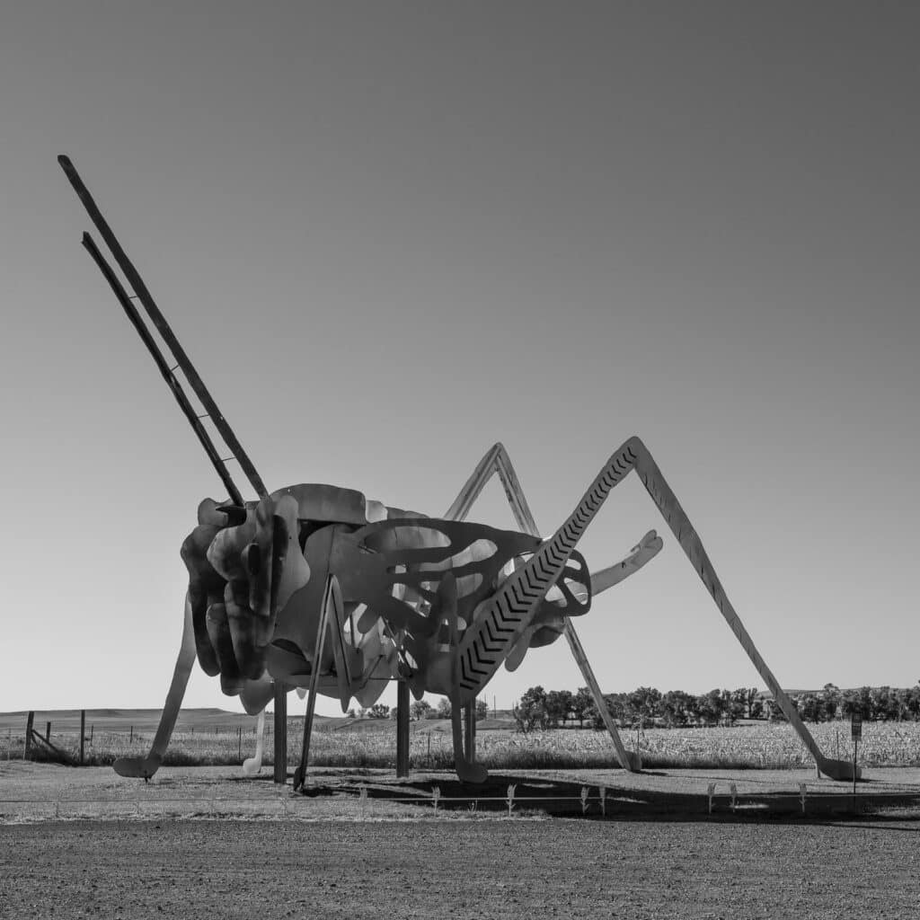 This is a black and white portrait of the largest grasshopper in the sculpture by Gary Greff, called Grasshoppers in the Field. It is located along the Enchanted Highway, between I-94 and Regent, North Dakota.