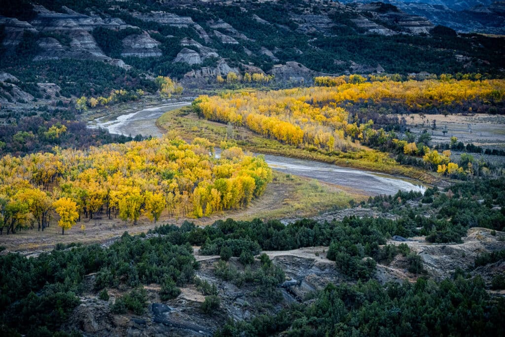 A view of the yellow cottonwoods that grow along the banks of the Little Missouri River in the North Unit of Theodore Roosevelt National Park in North Dakota.