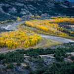 A view of the yellow cottonwoods that grow along the banks of the Little Missouri River in the North Unit of Theodore Roosevelt National Park in North Dakota.