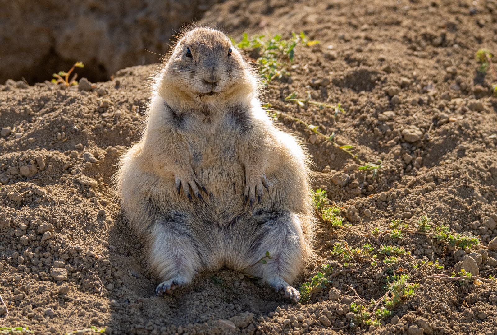 Prairie dogs along the scenic drive in the South Unit of Theodore Roosevelt National Park near Medora, North Dakota.