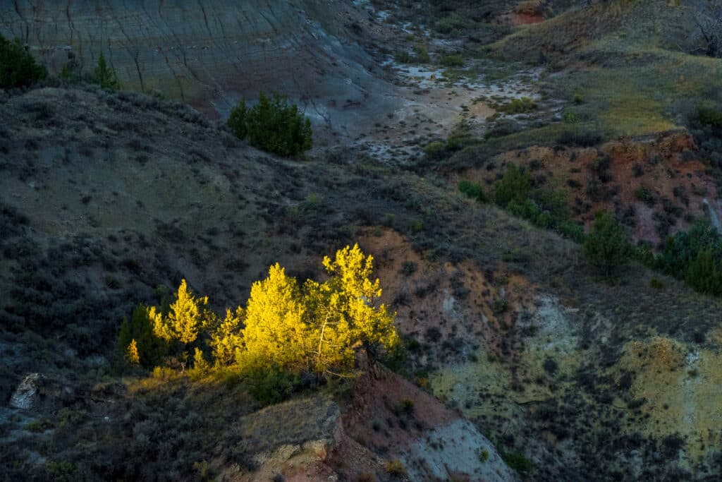 Fall foliage blazes yellow against the subtle colors of the badland soils near the Boicourt Overlook in the South Unit of Theodore Roosevelt National Park near Medora, North Dakota.
