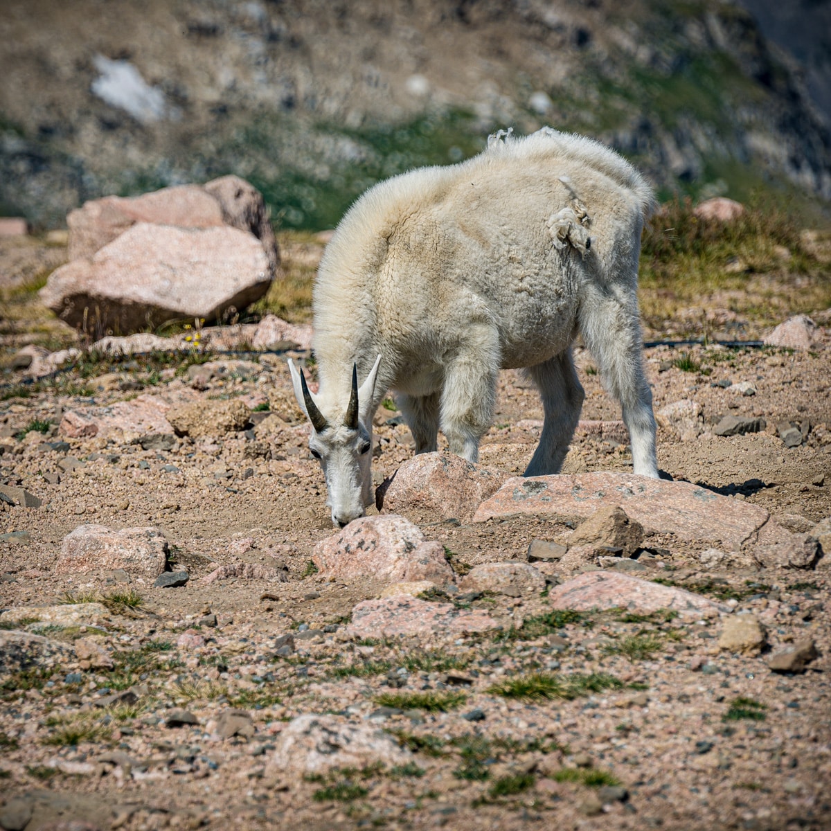 Close-up of a mountain goat grazing among the rocks at Beartooth Basin Ski Area.