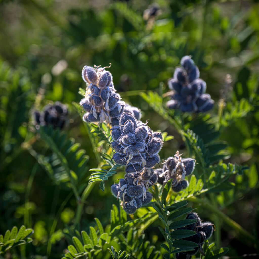 A closeup of hairy purple Cider Milkvetch seed pods growing at Dead Indian Summit Overlook, along the Chief Joseph Scenic Byway.