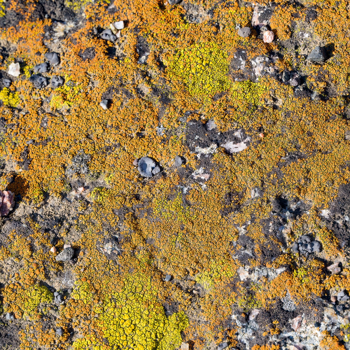 Close-up of common orange lichen growing on a rock along the Chief Joseph Scenic Byway near Cody, Wyoming.