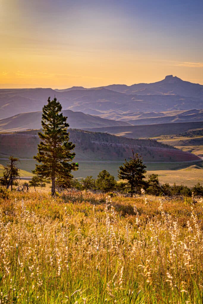 A view across a mountain valley with golden grass and Sugarloaf Mountain in the Hazy purple distance. There is a ponderosa pine in the foreground.
