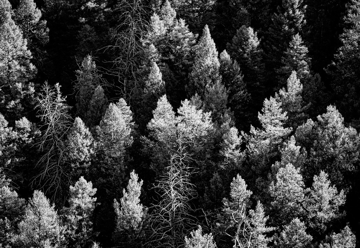 Black-and-white photo of tree tops taken from the Sunlight Bridge on the Chief Joseph Scenic Byway.